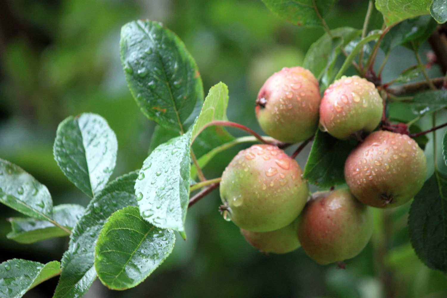 Fruit and Repentance