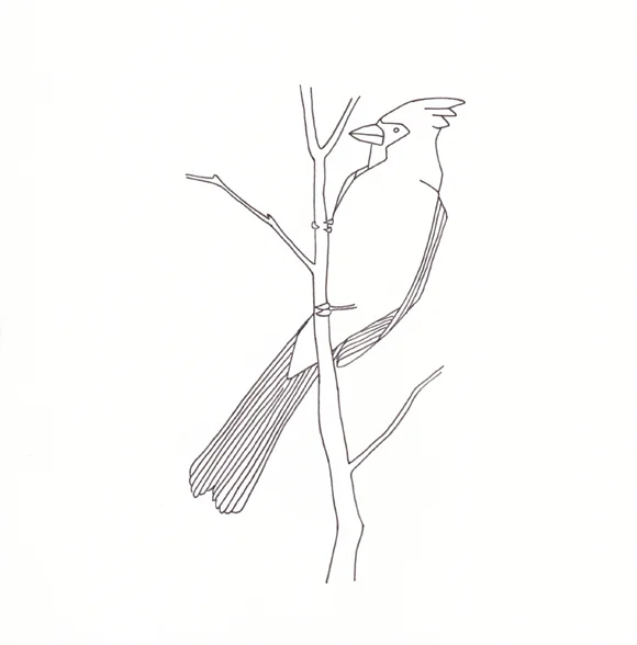 North Carolina - Cardinal