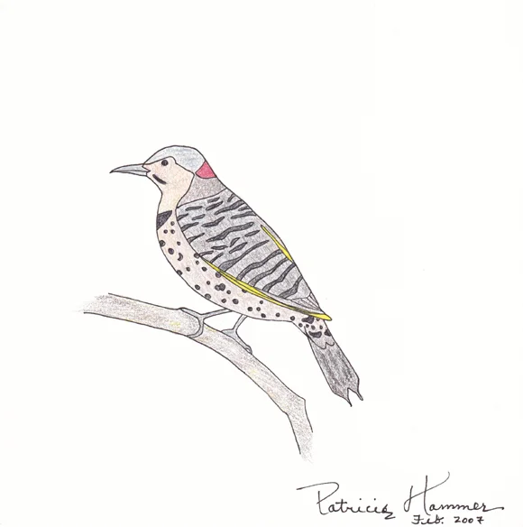 Alabama - Yellowhammer
