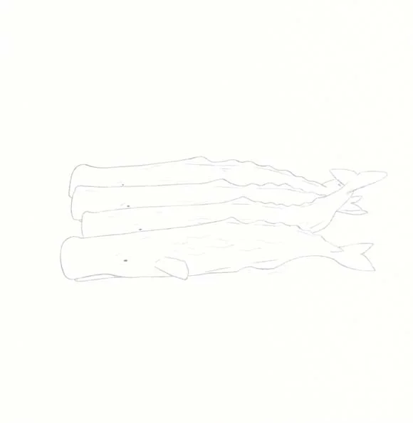 Connecticut - Sperm Whale - Four