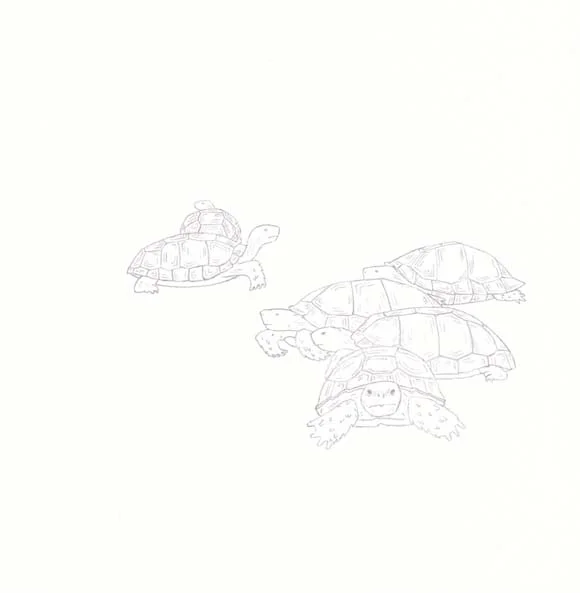 Georgia - Gopher Tortoise - Six