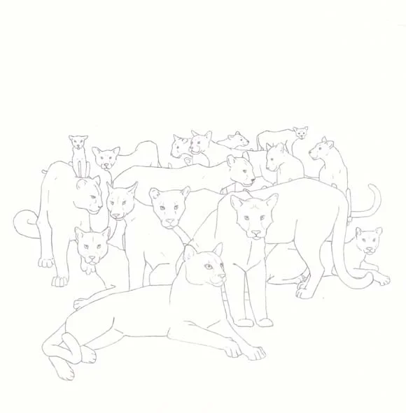 Florida - Florida Panther - Eighteen