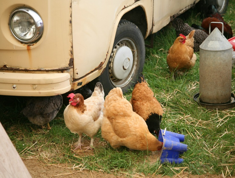 Photo courtesy of Hertfordshire County show gallery