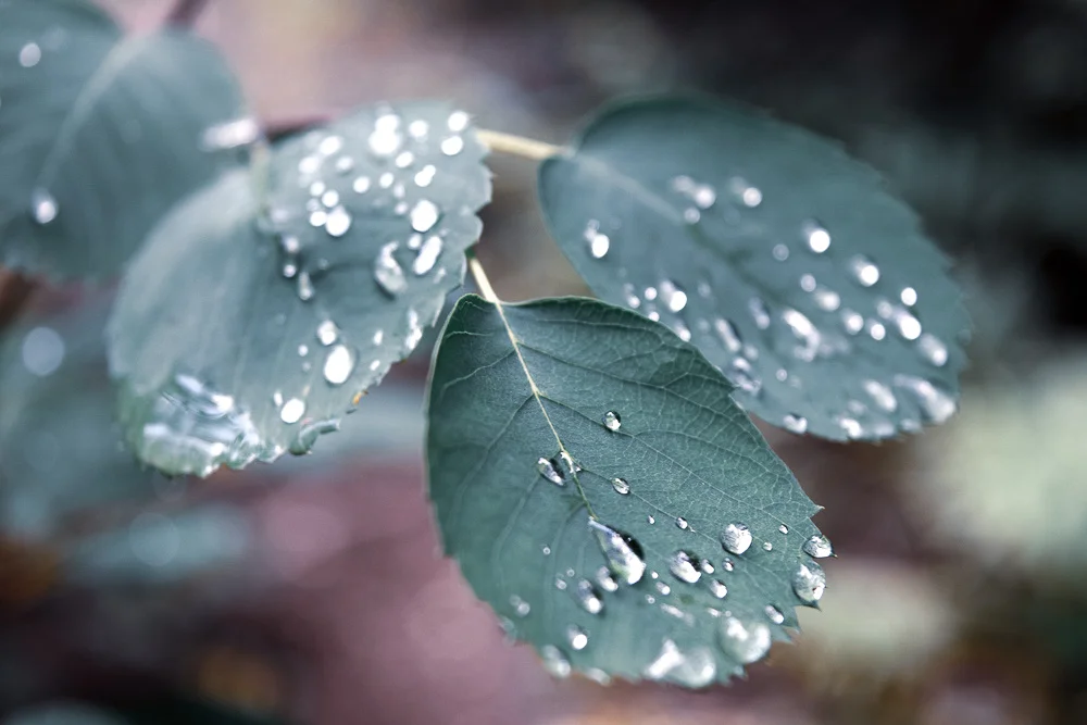 static1.squarespace-7-2.jpg