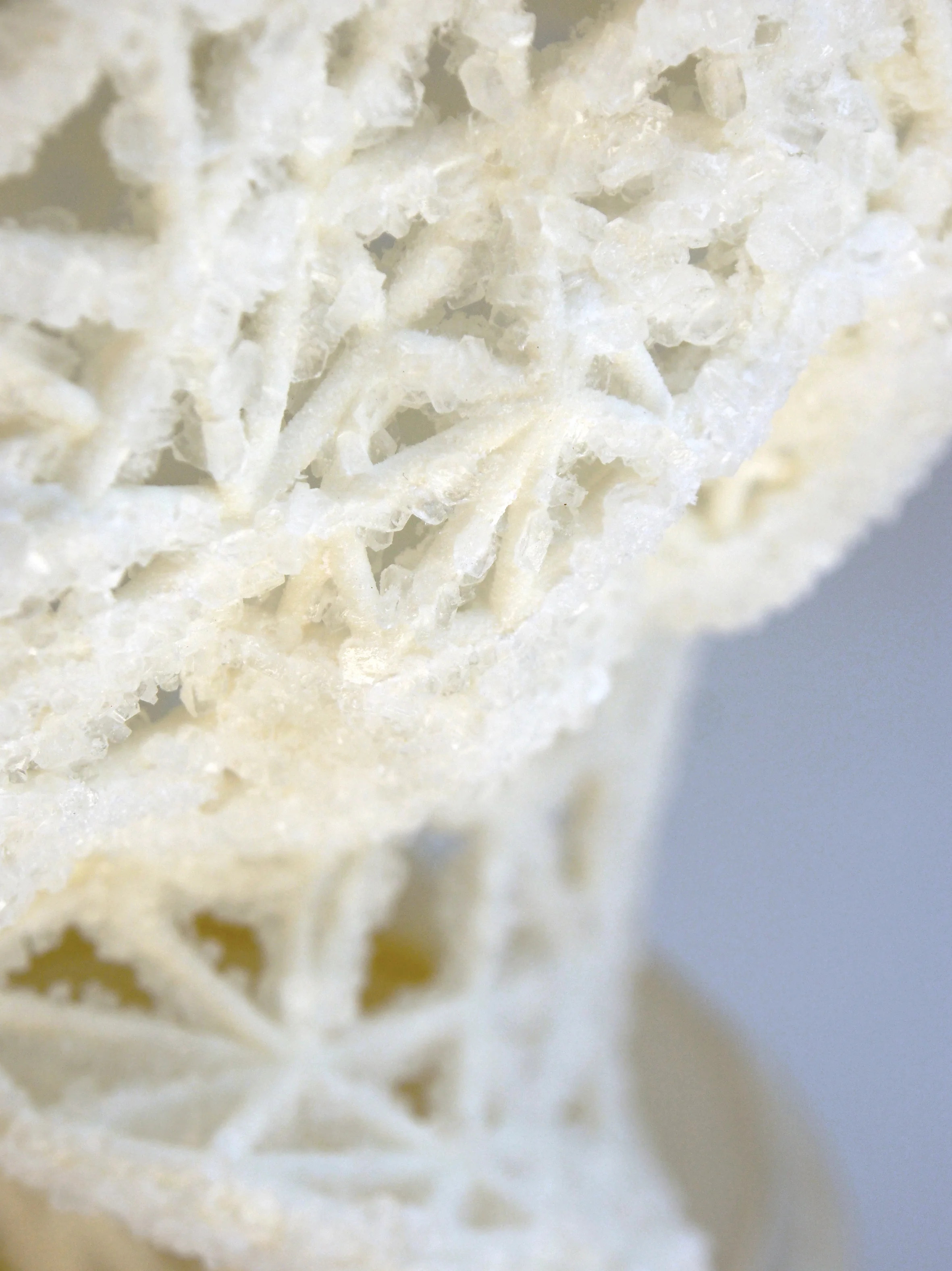 Growing (Close up 2).jpg