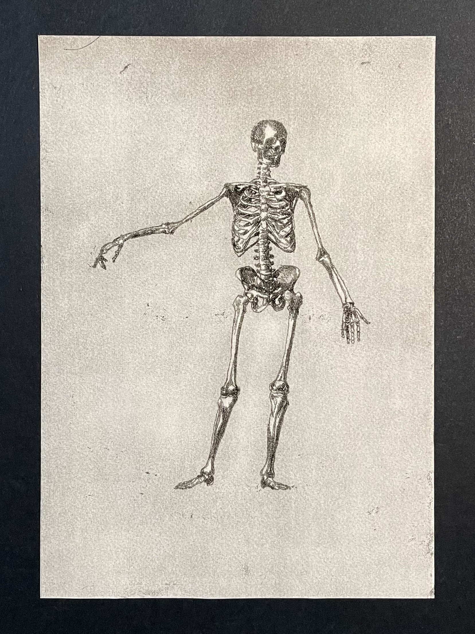 Diagram of Bones.jpg