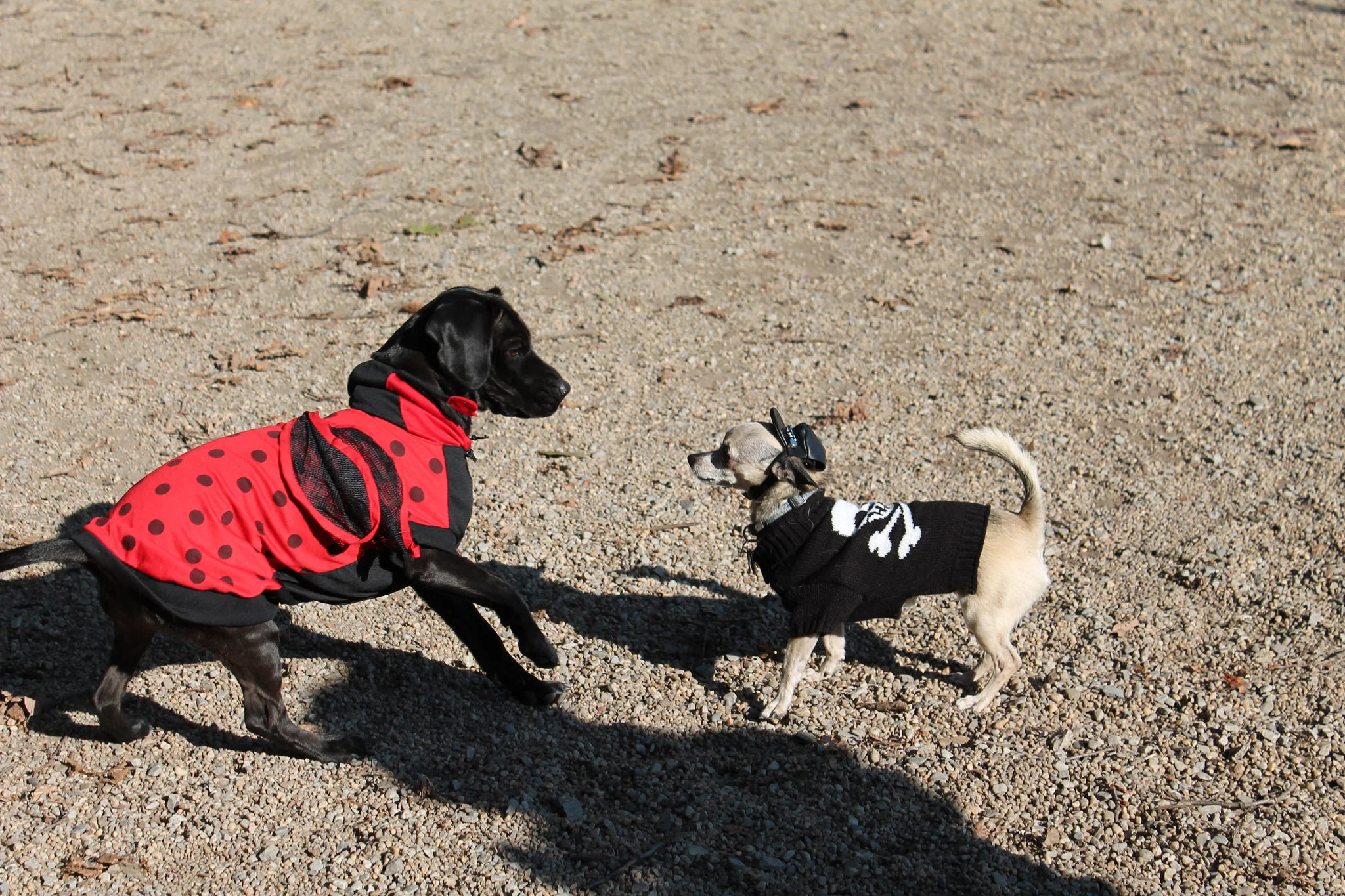 Howl-o-ween costume contest
