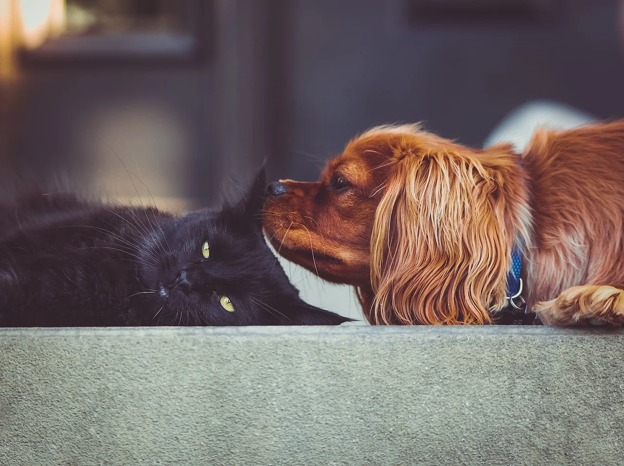 Inwoof: Pet Loss Resources for Inwood, Manhattan
