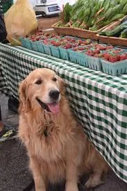 Inwoof Fundraiser Weekend