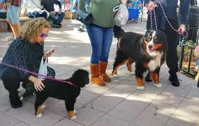 Inwoof Fundraiser Weekend