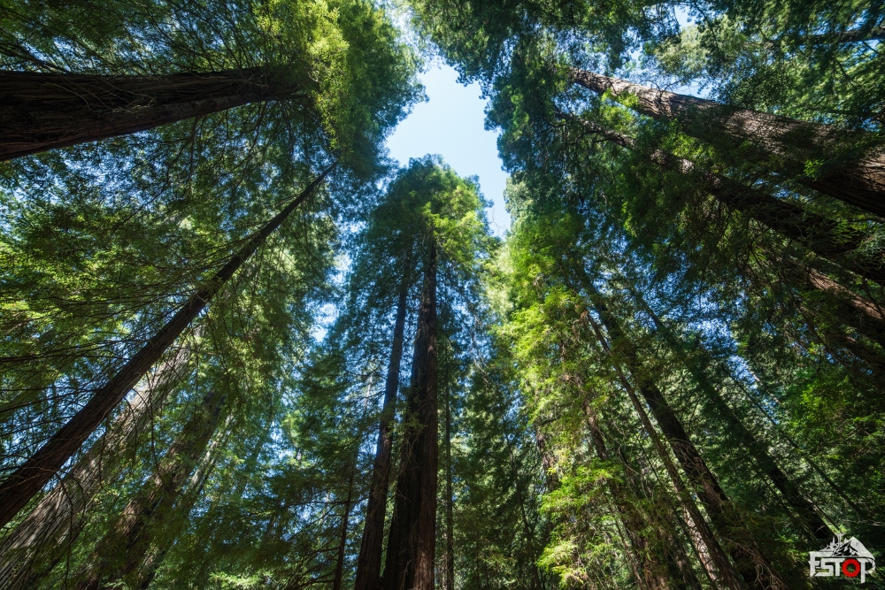 Redwood National Forest