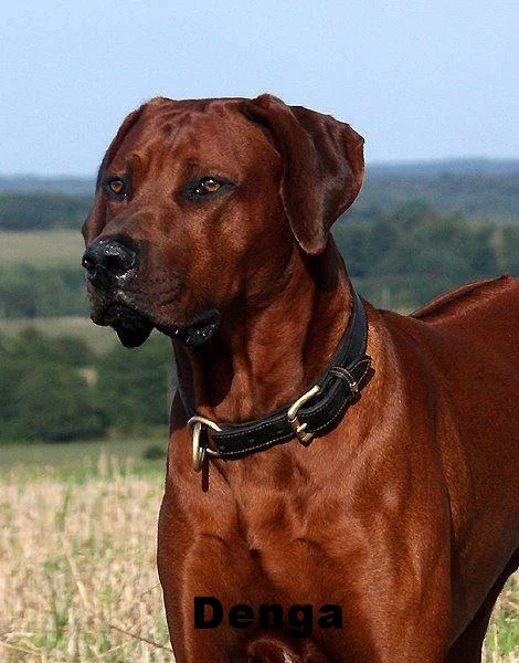 shangani rhodesian ridgebacks