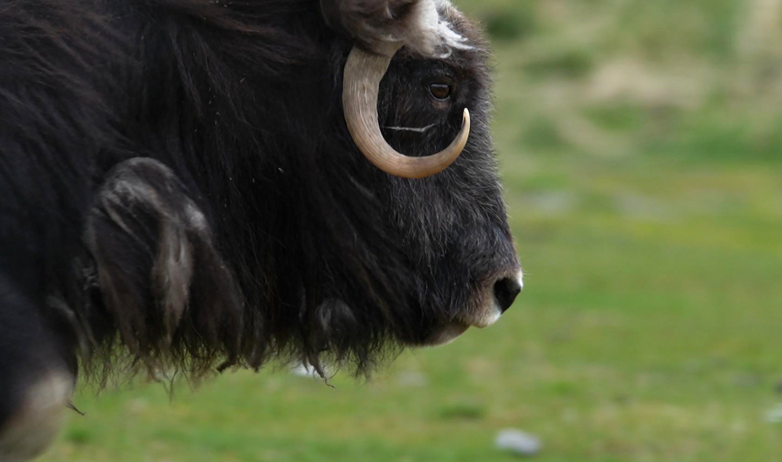 musk ox.jpg