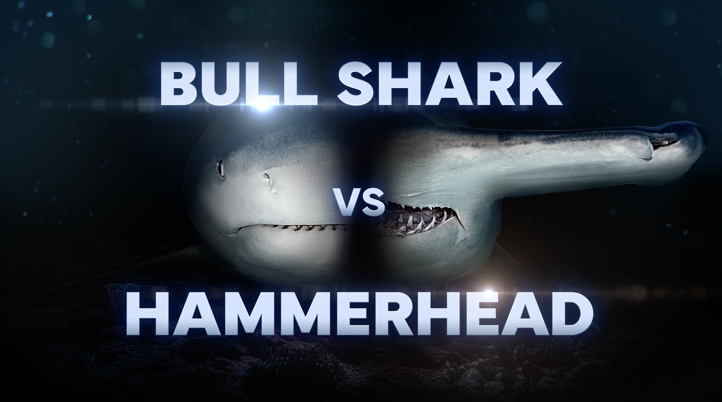 Bull Shark vs Hammerhead Title Screenshot.png