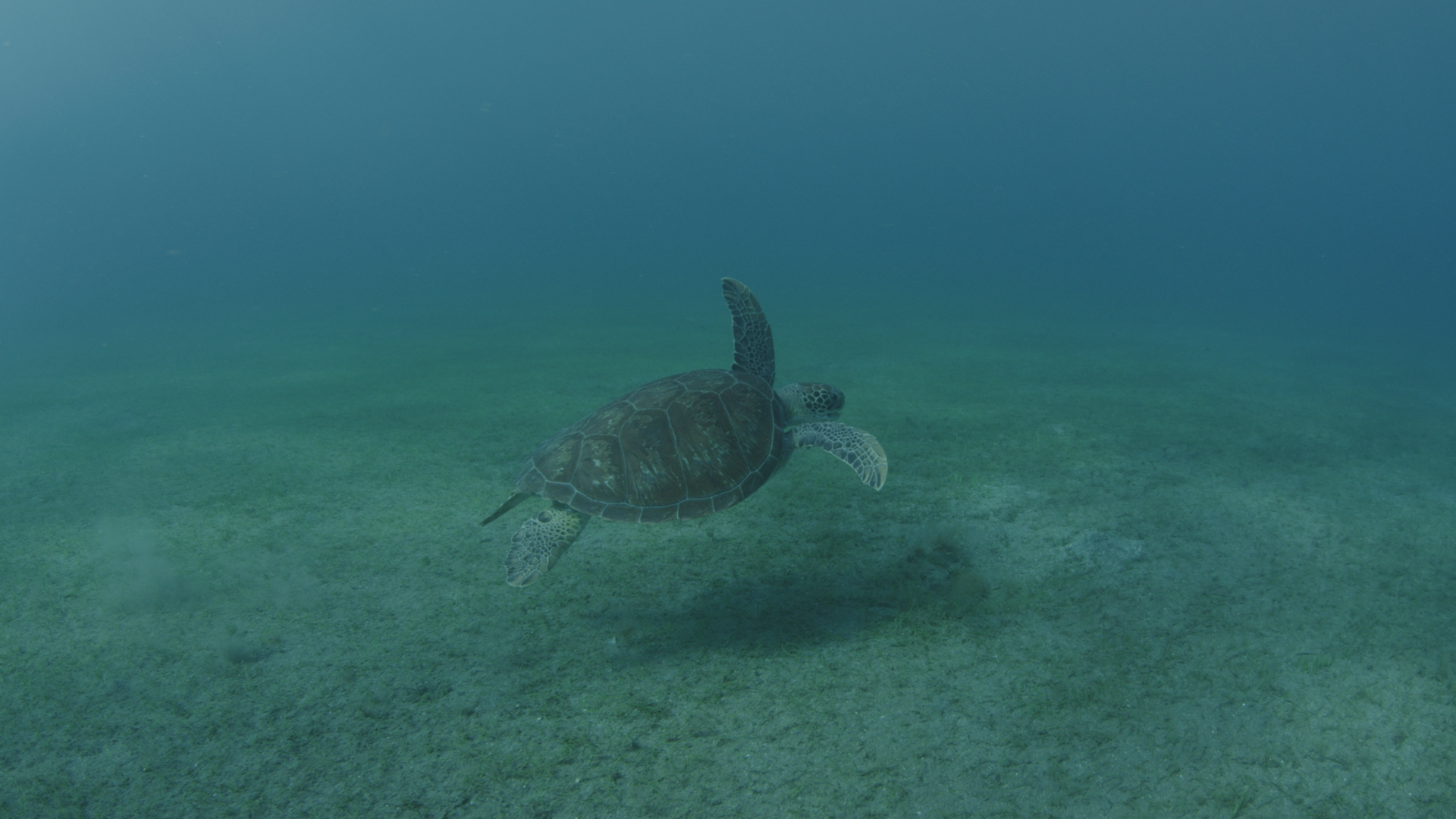 EVERGLADES_PRODUCTION STILL_25.png