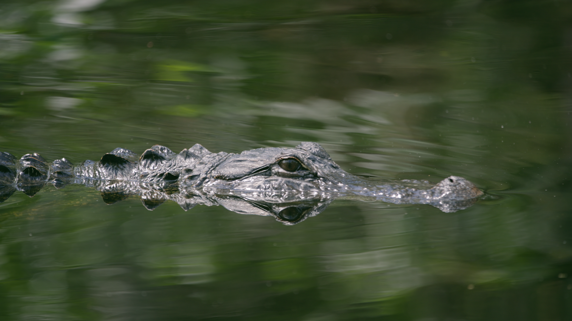 EVERGLADES_PRODUCTION STILL_2 (1).png