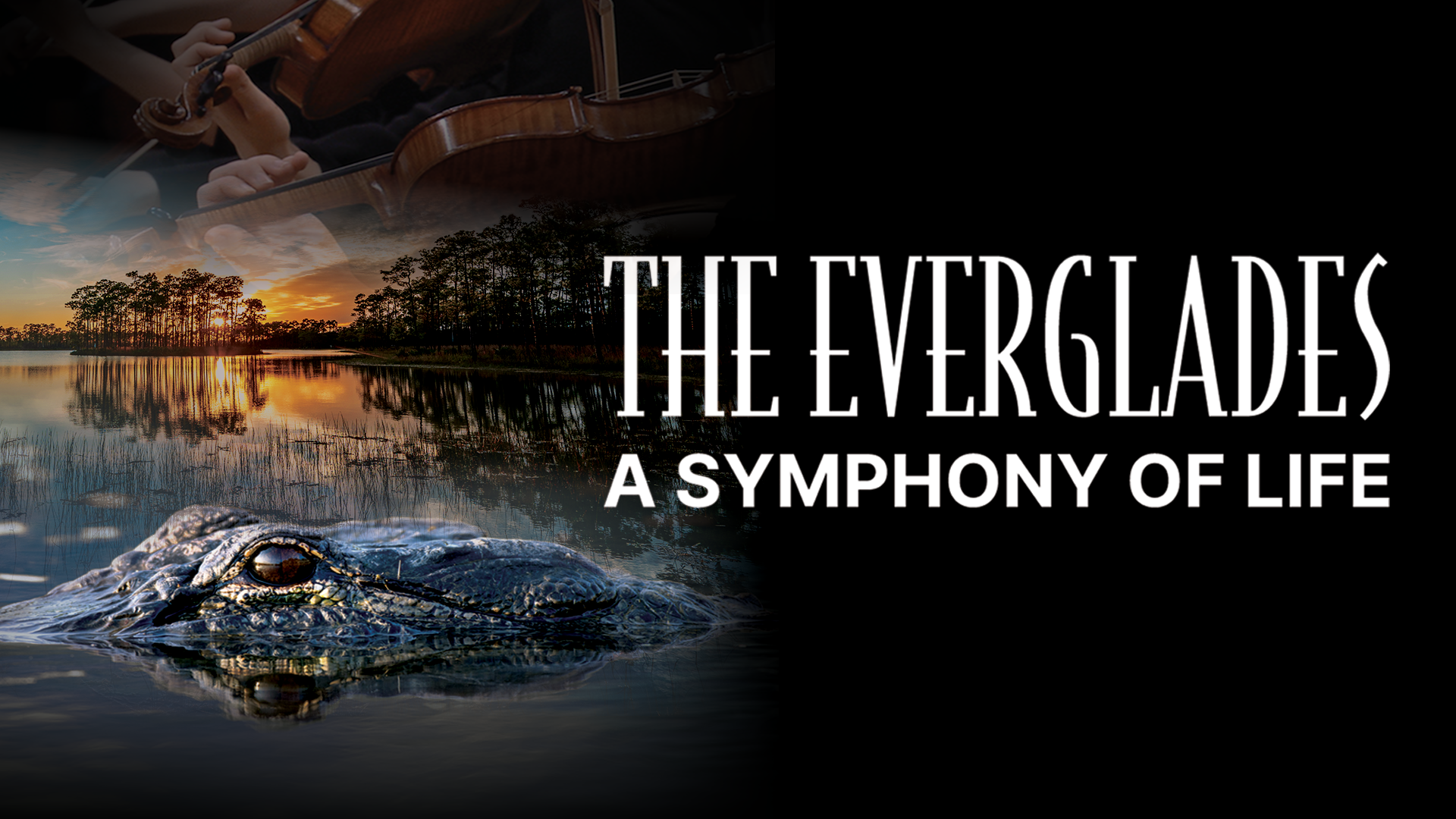 Everglades_Thumbnail For Website.png