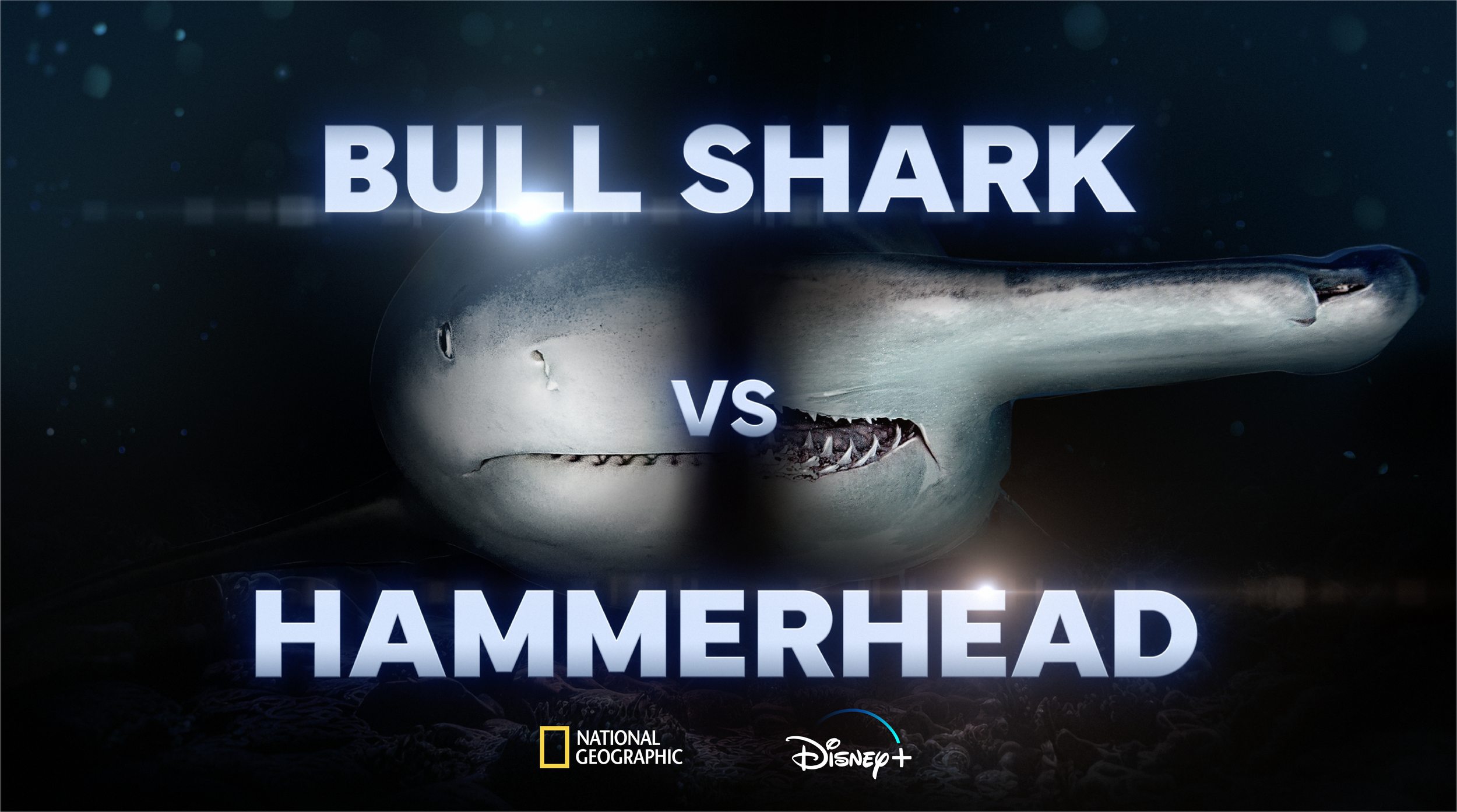 Bull+Shark+vs+Hammerhead+Title+Screenshot.png