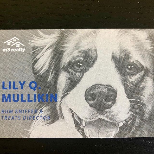 It’s finally official!!! Lily has received her promotion after all her hard work!!
So proud of our favorite office dog!! #bumsniffer #treatsdirector #adogslife #woof