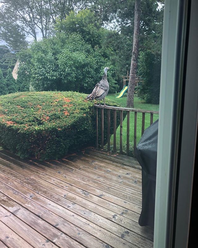 Opened my blinds to this turkey this morning. #gobblegobble