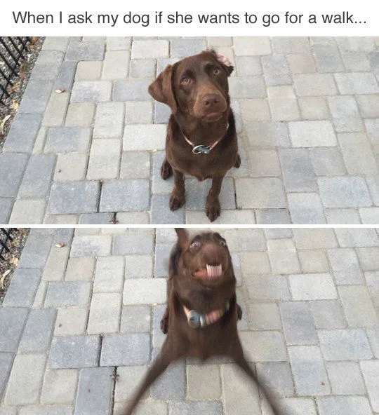 071e3231d68ad3c0d8c46f5da4e5ccd4--dog-cat-a-dog.jpg