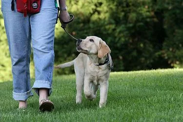 Dogs are individuals and different breeds have different traits. Training isn't something that should just happen in sessions.
