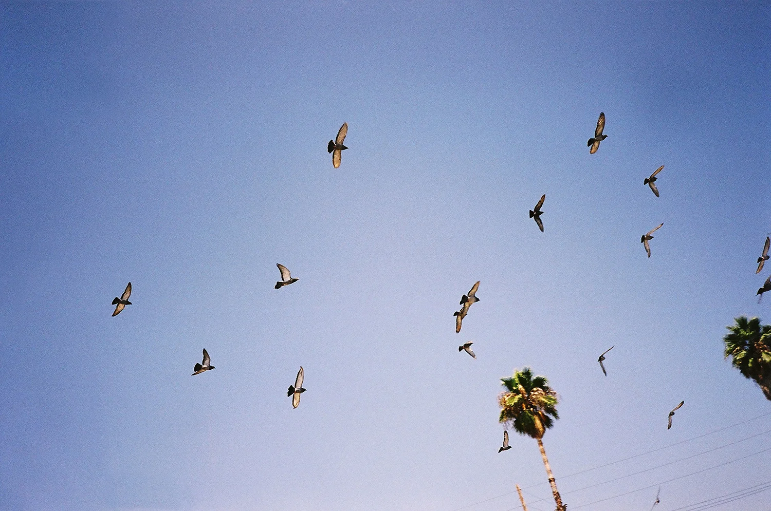birds.jpg