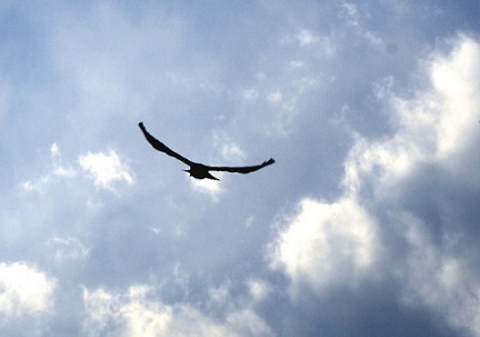 Live in the clouds with odrive