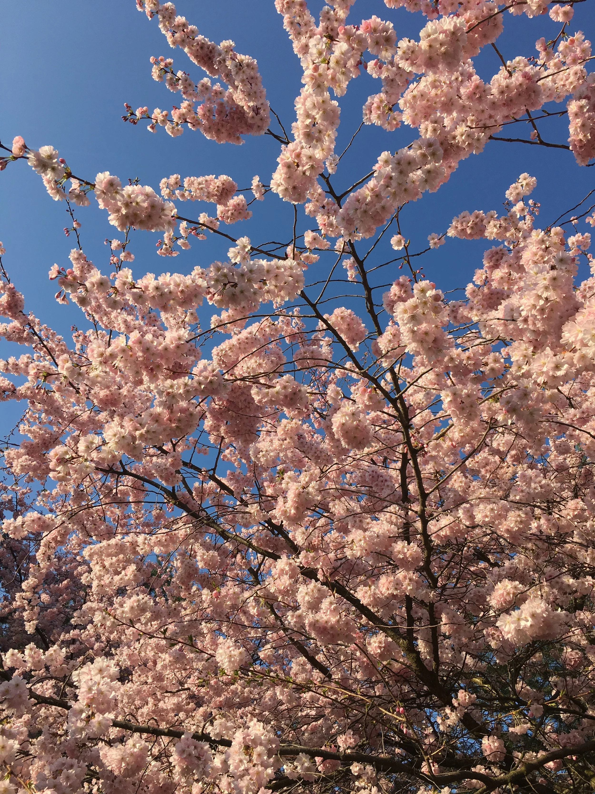 Spring is blossoming.