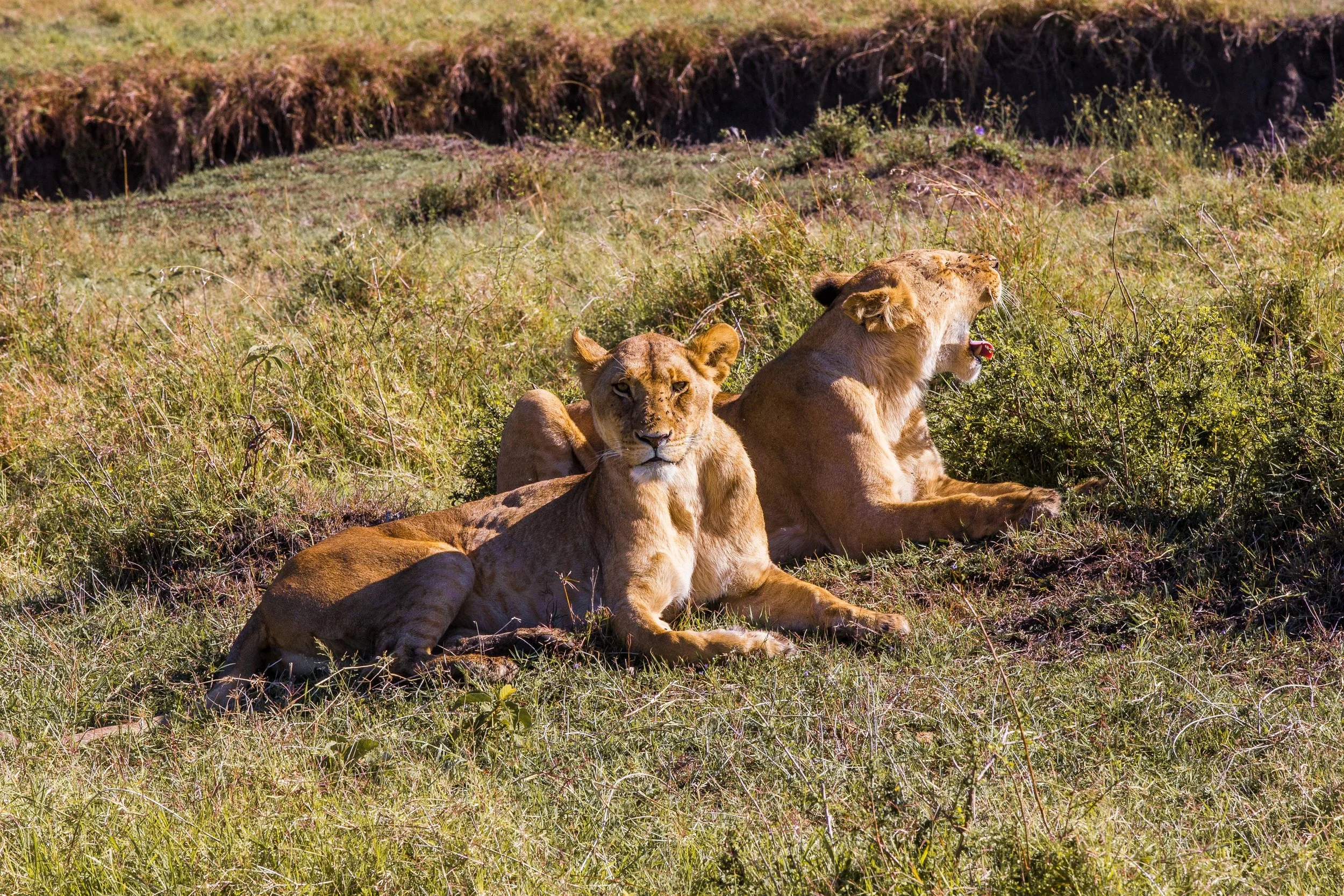 Maasai Mara, KENYA