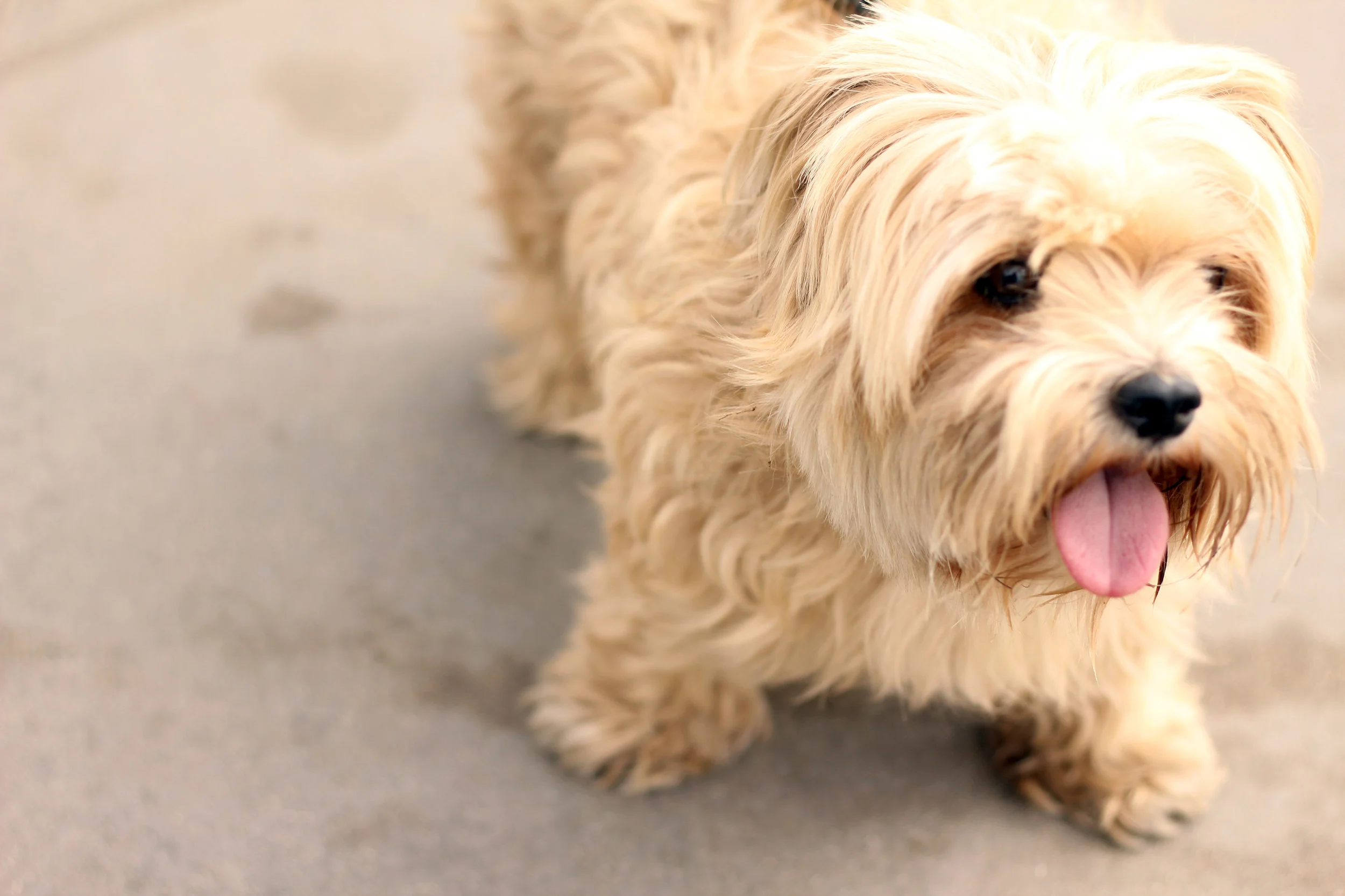 Copy of CINDY LOU.JPG