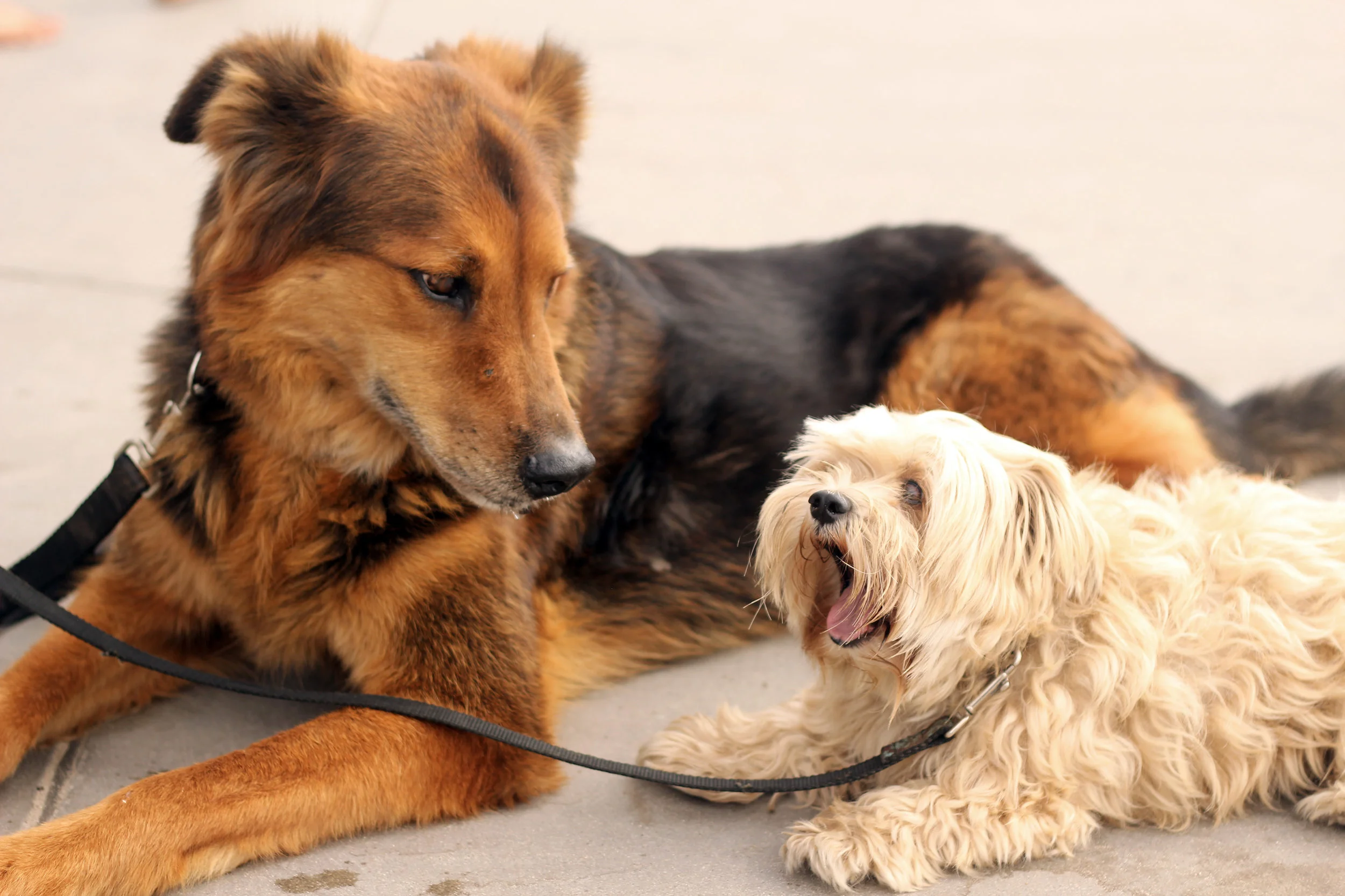 Copy of COFFEE AND CINDY LOU2.JPG