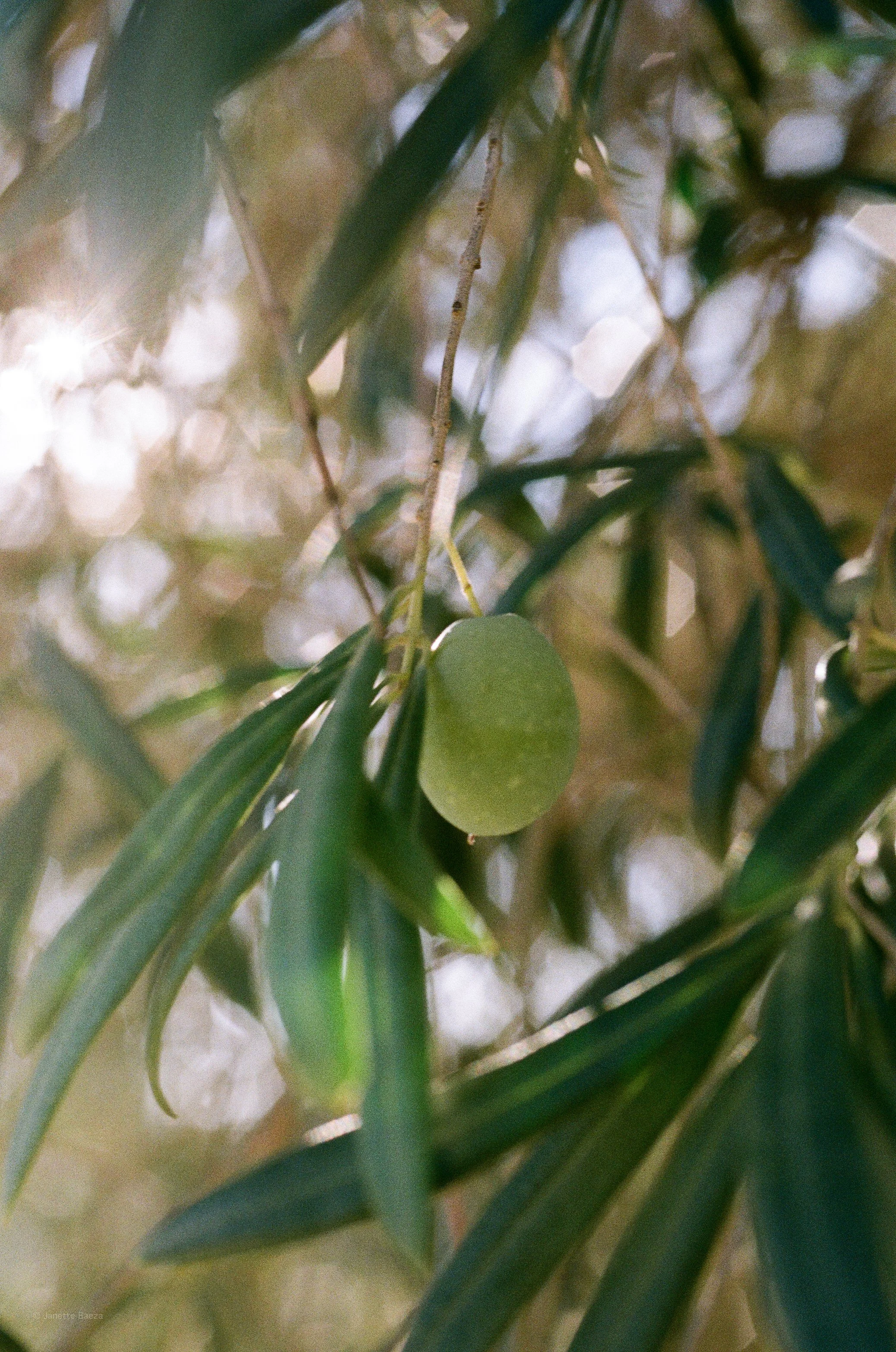 15044-4-KODAK-GOLD-scan-16.jpg
