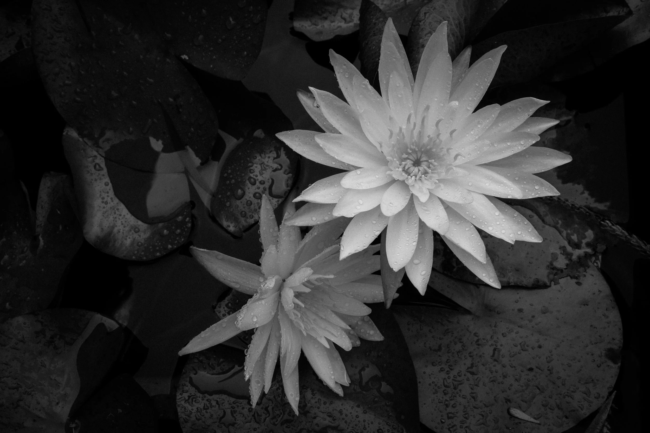 DSCF0205.jpg