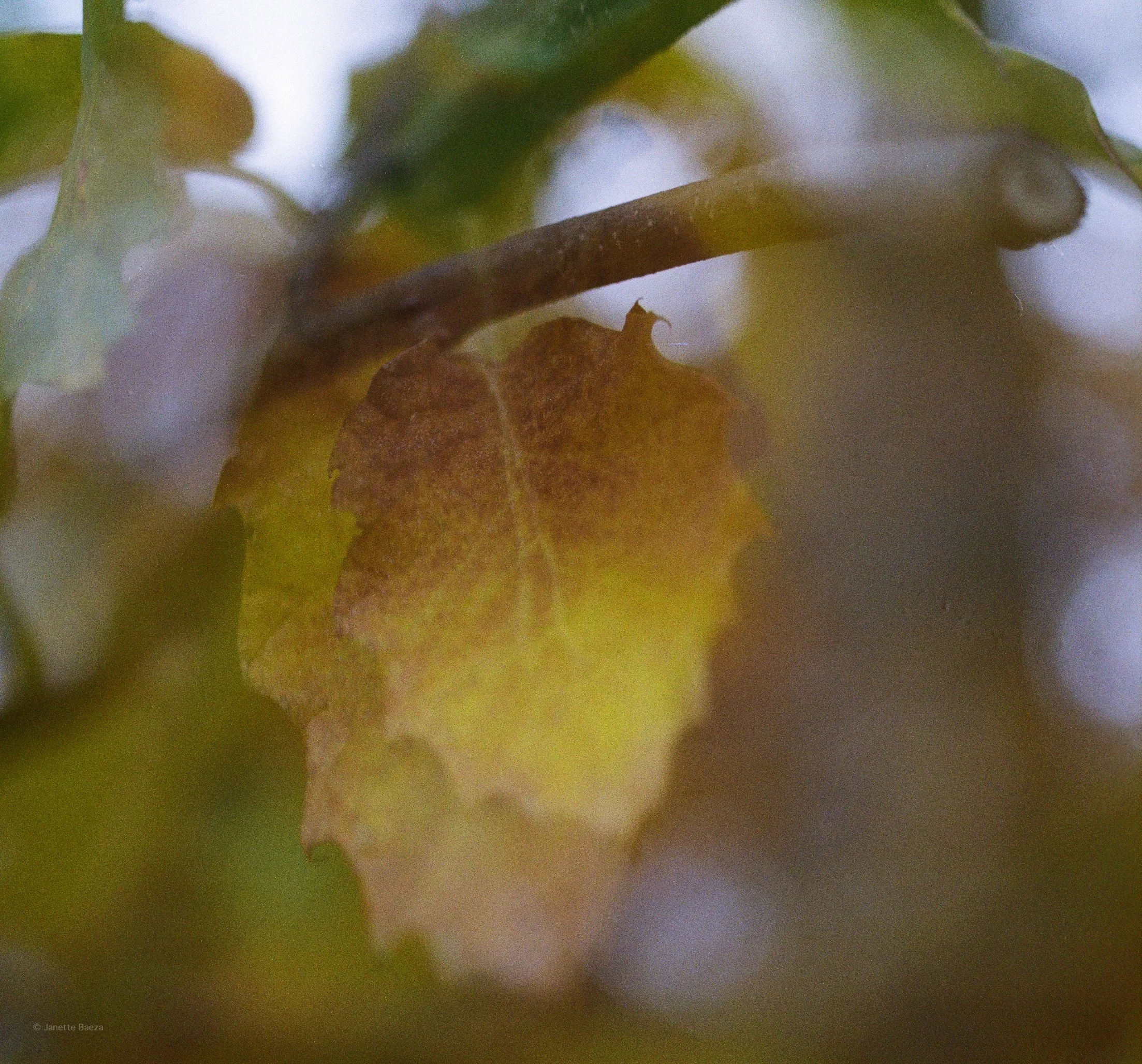 15044-2-KODAK-GOLD-scan-37.jpg