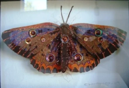 Bess Whittington 004