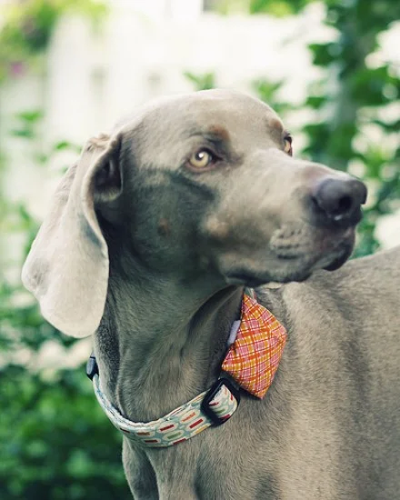 3644241953_1c3820196b