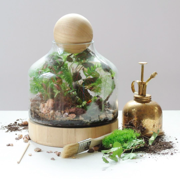 The ZEN Succulent