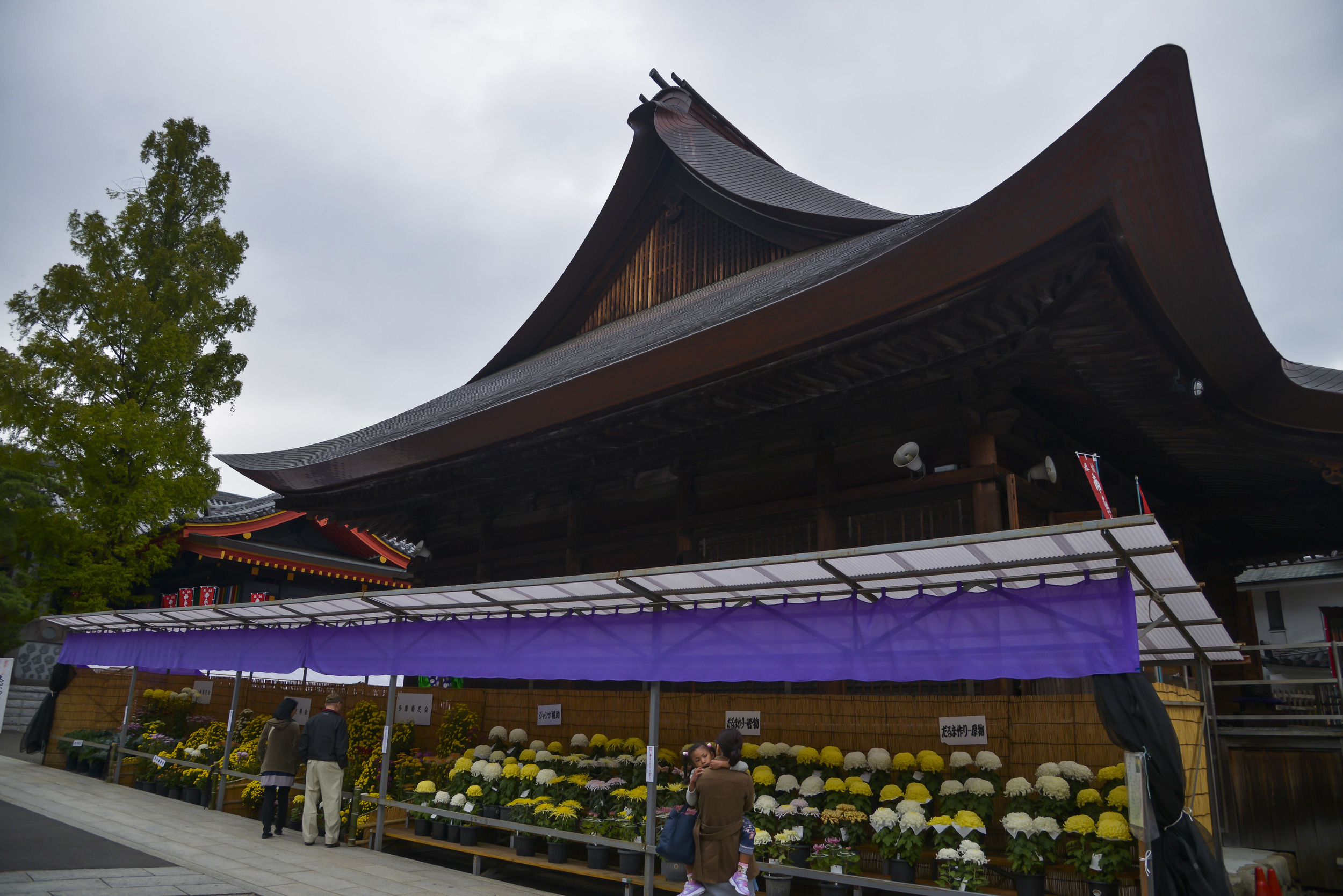 People view chrysanthemums below a building within the Takahata Fudo Temple grounds in Hino City, Japan, Nov. 1, 2015. There is a Chrysanthemum Festival held yearly, in October, and exhibits some 1,500 varieties of chrysanthemums, consisting of large blooms, cascades, bonsai shrubs, cut flowers and more. (U.S. Air Force photo by Senior Airman David Owsianka/Released)