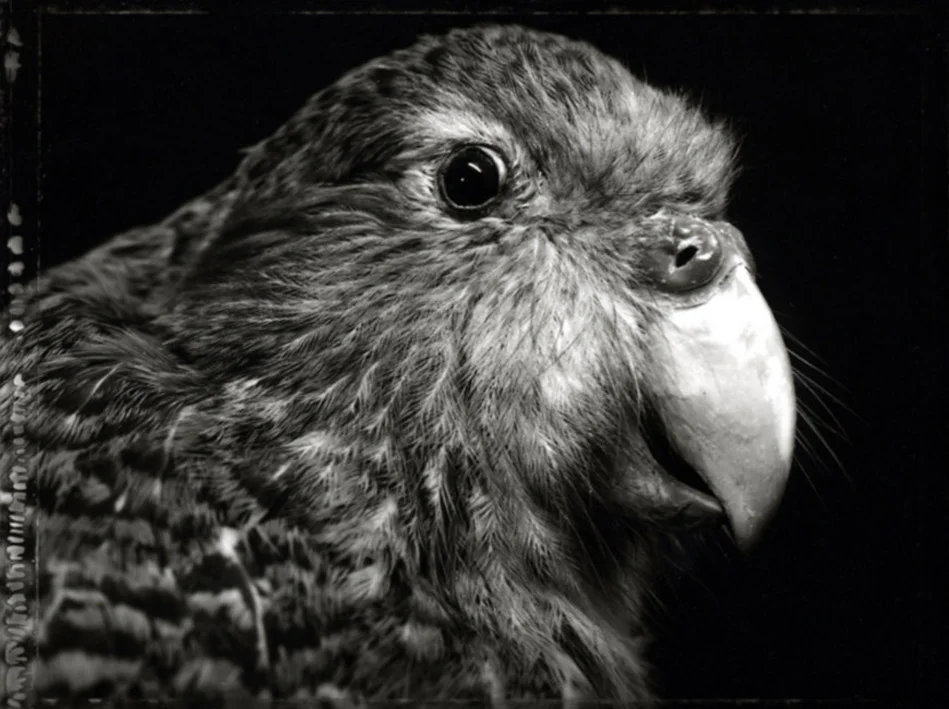 Wehi/Fear, Kakapo/New Zealand Ground Parrot 2004