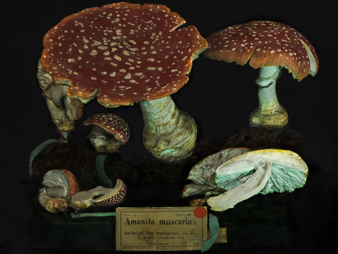 Amanita muscaria 2011