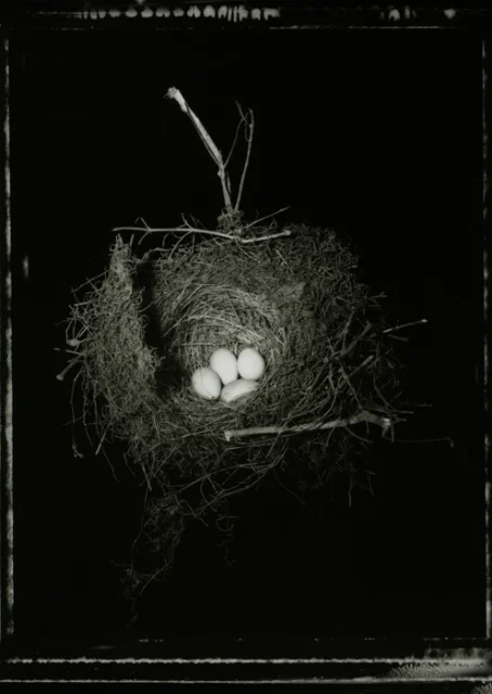 A Tui’s Nest with 4 Eggs 2006