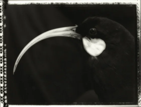 Portrait of a Female Huia, Heterolocha Acuitirostris