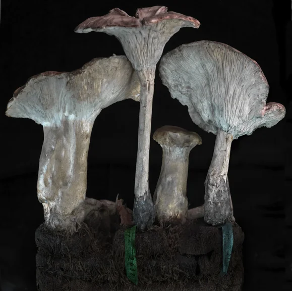 e-Clitocybe geotropa BACK_2011_0178.jpg