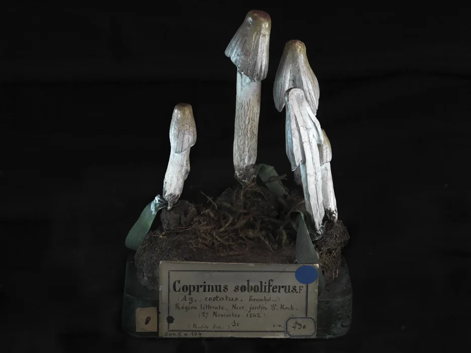 e-Coprinus soboliferus_2011_0244.jpg