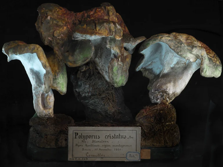 e-Polyporos crystatus_2011_0269.jpg