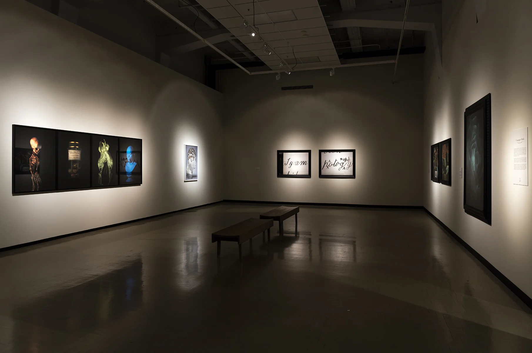 Fiona Pardington A Beautiful Hesitation (installation view) 2015.