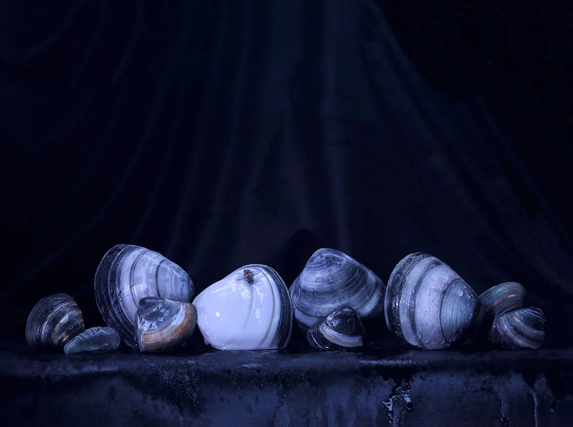 Still life with Nine Shells, Seawater and a Bee, Ripiro 2014