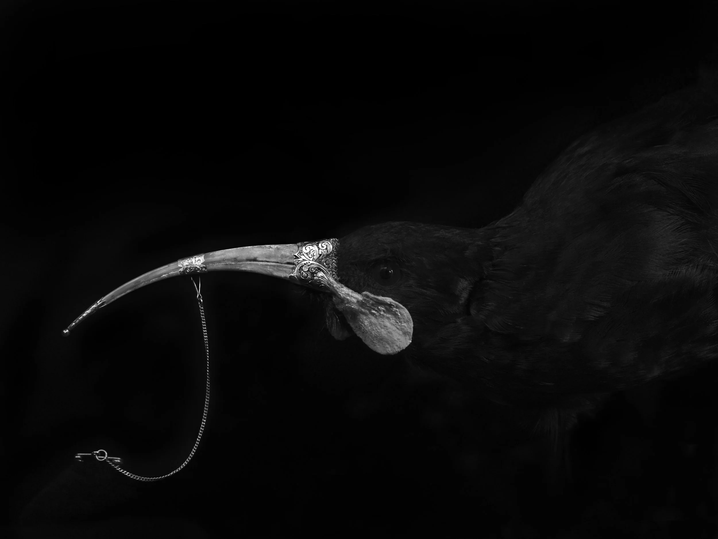 Captive Female Huia 2017