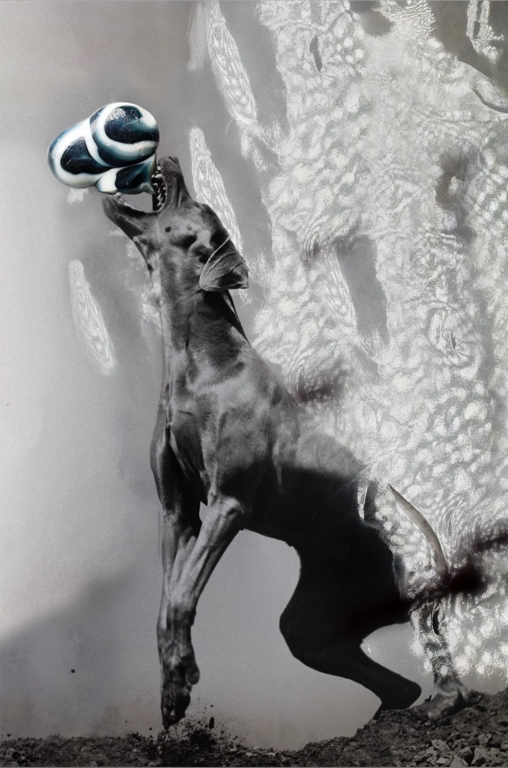 e-Howling_2A8A5940_tif.jpg